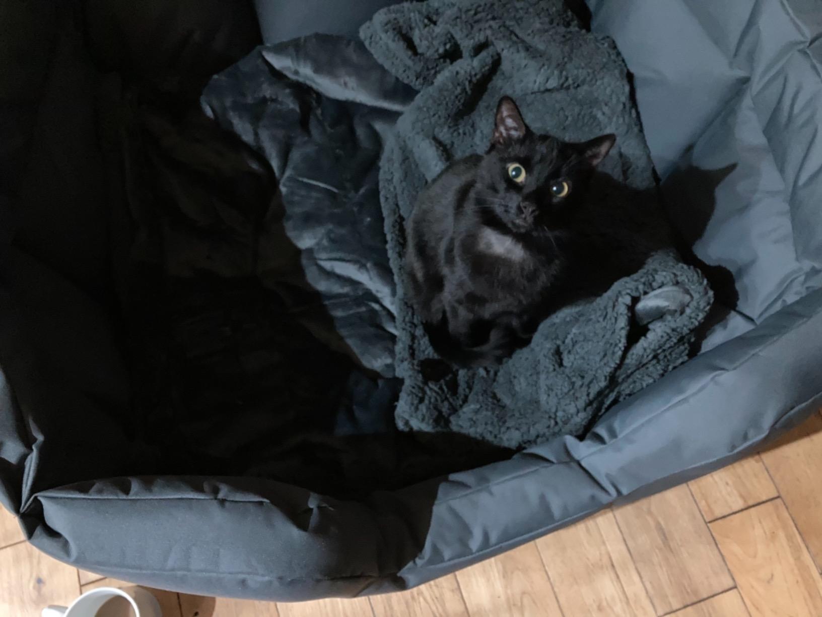 Black cat sitting on a thick grey sherpa blanket