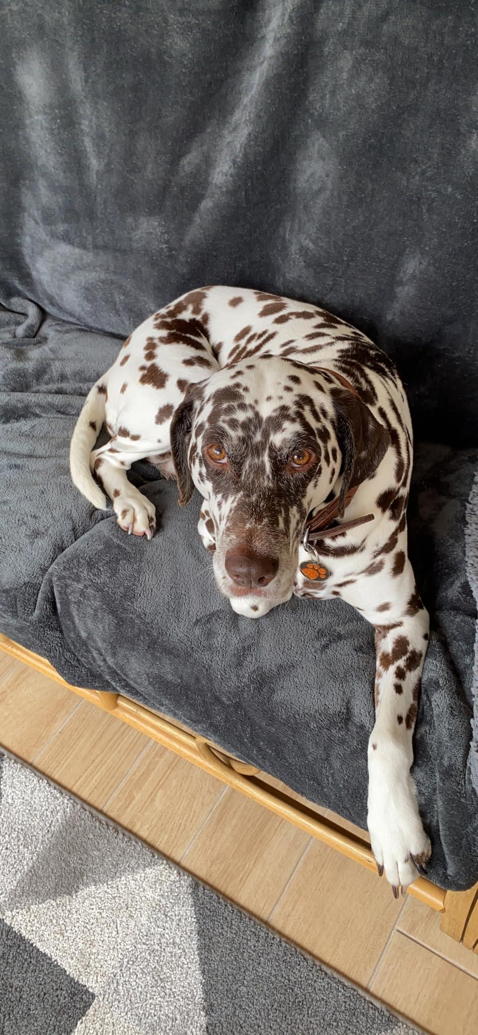 Dalmatian resting on a smooth grey velvet blanket