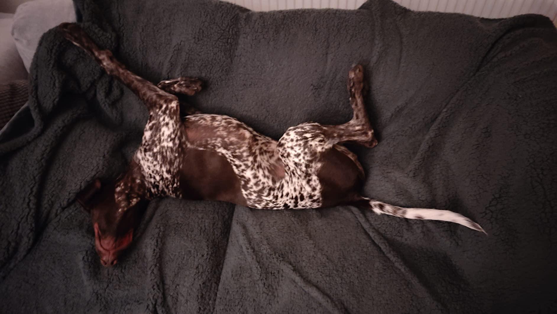 Dog lying on its back on a plush grey sherpa blanket
