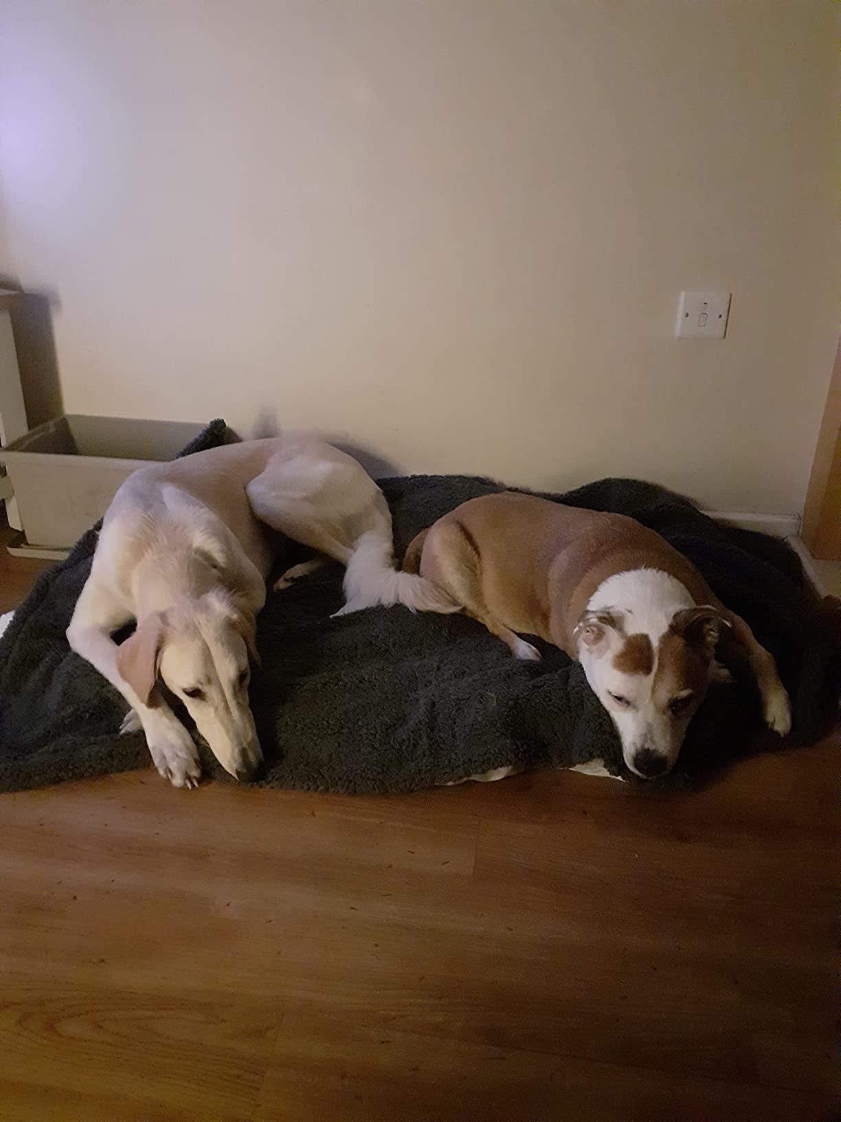 Two dogs resting side by side on a large grey blanket